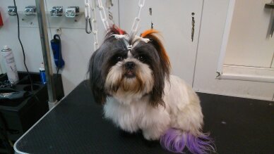 Coloration fantaisie